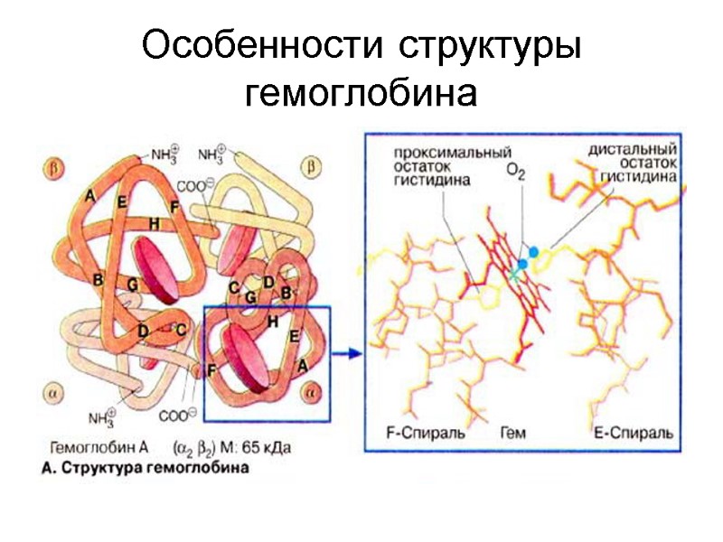 Особенности структуры гемоглобина